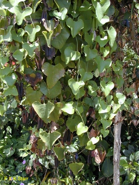 Aristolochia littoralis / Calico Flower