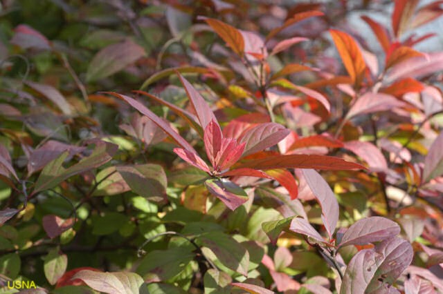 Aronia arbutifolia / Red Chokeberry