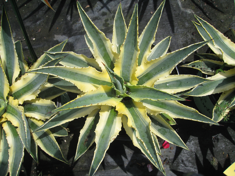 Agave 'Cornelius' Cornelius   / Agave 'Cornelius' Cornelius  