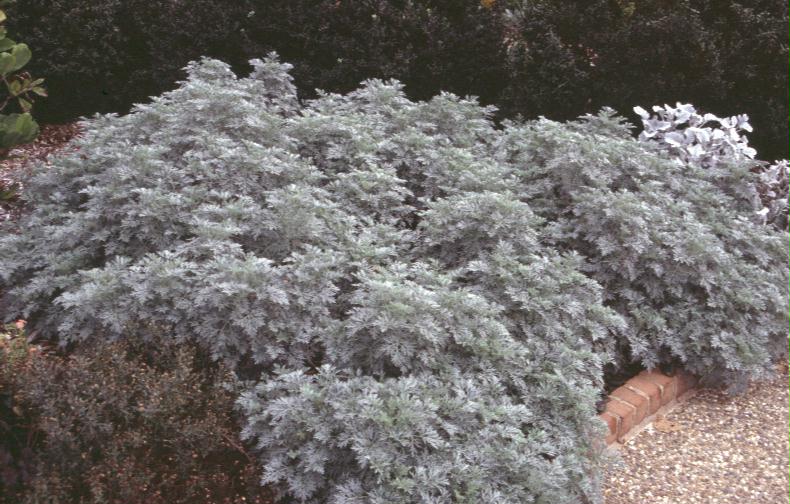 Artemisia abrotanum / Artemisia abrotanum