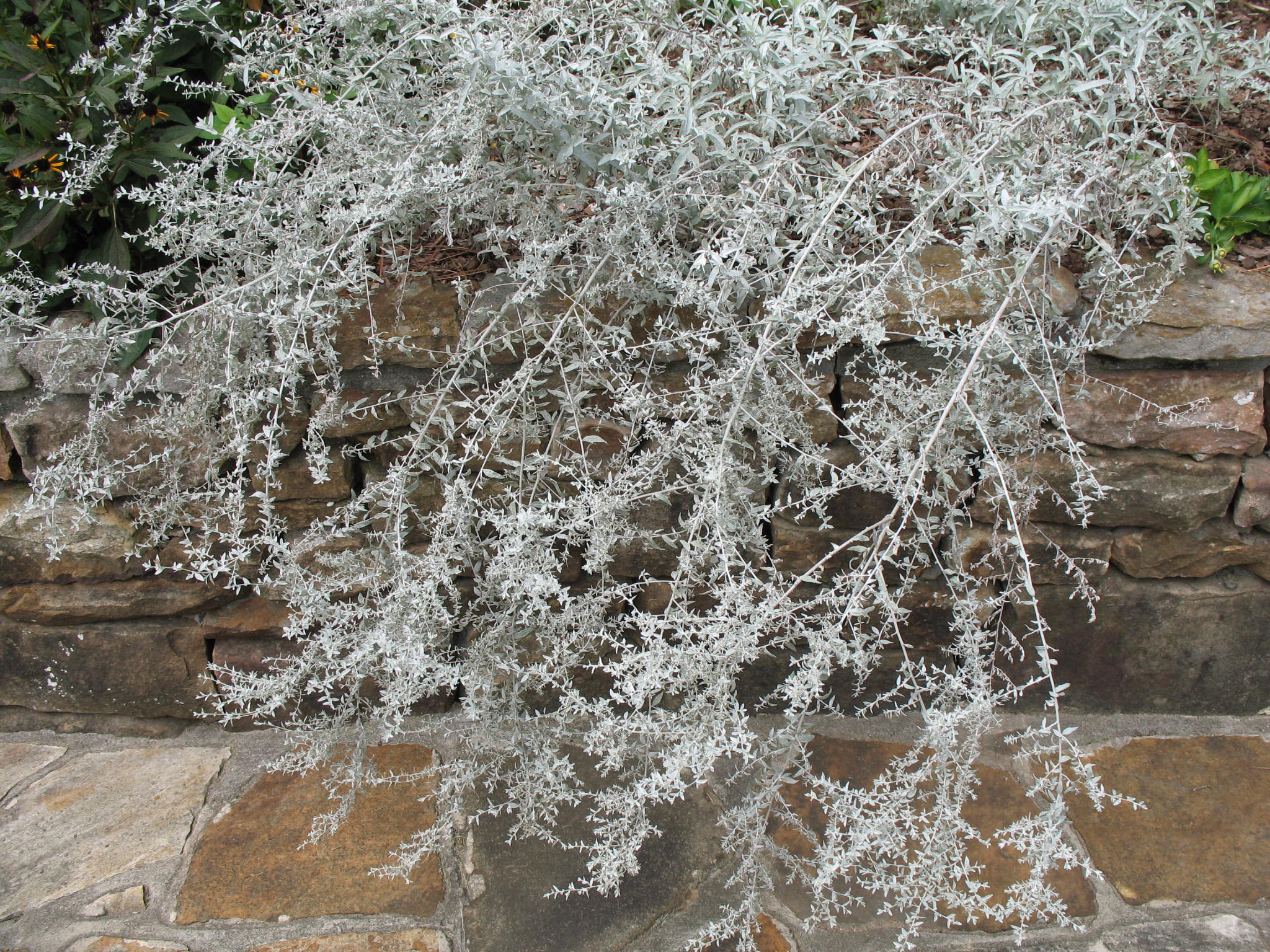 Artemisia ludoviciana   / White Sagebrush