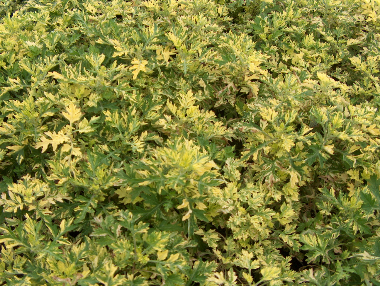 Artemisia vulgaris 'Jamlin' / Wormwood Oriental Limelight