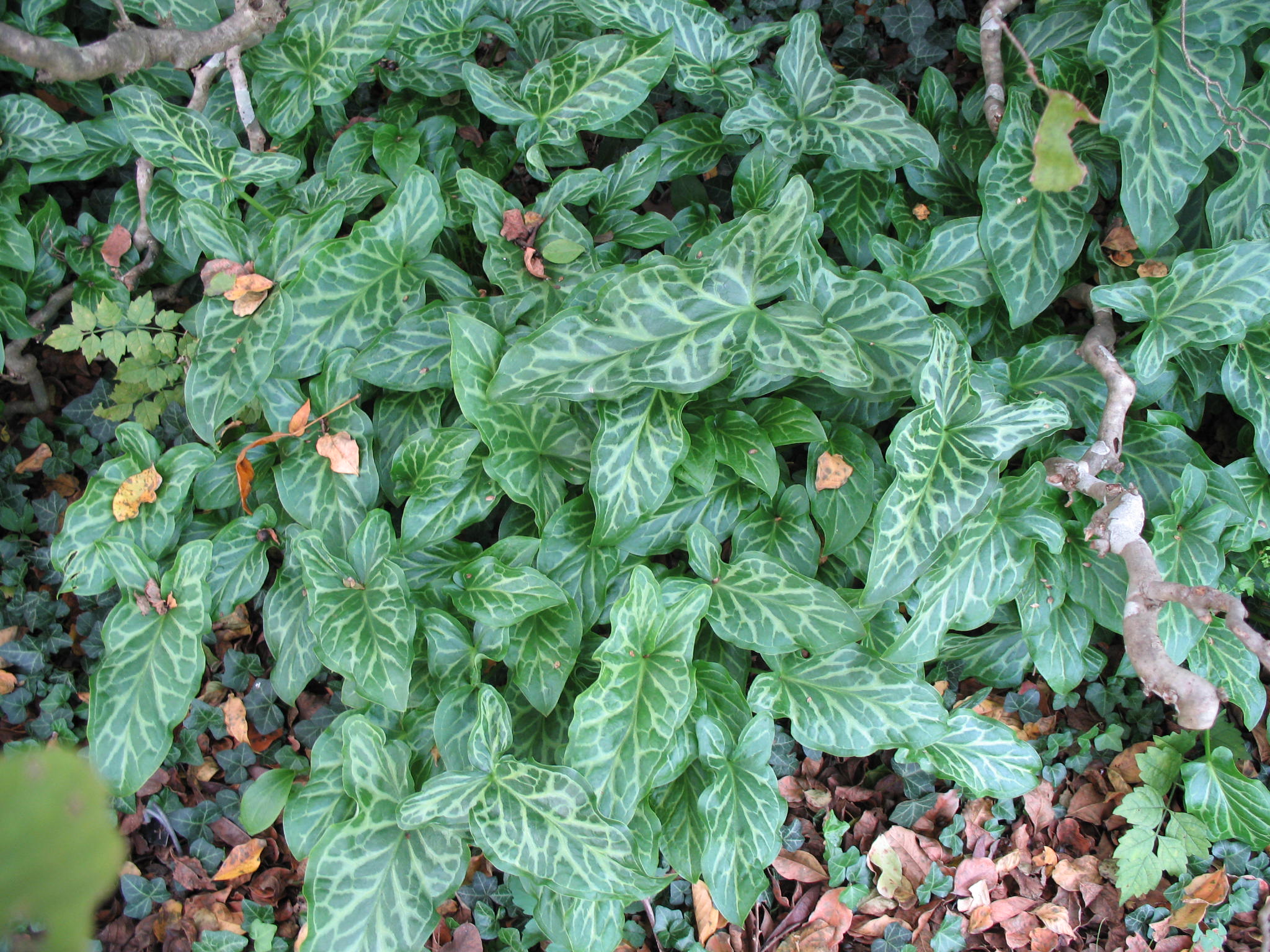 Arum italicum 'Marmoratum' / Arum italicum 'Marmoratum'