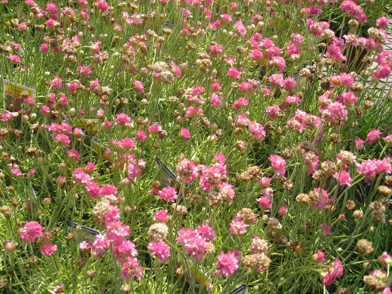 Armeria maritima / Sea Thrift