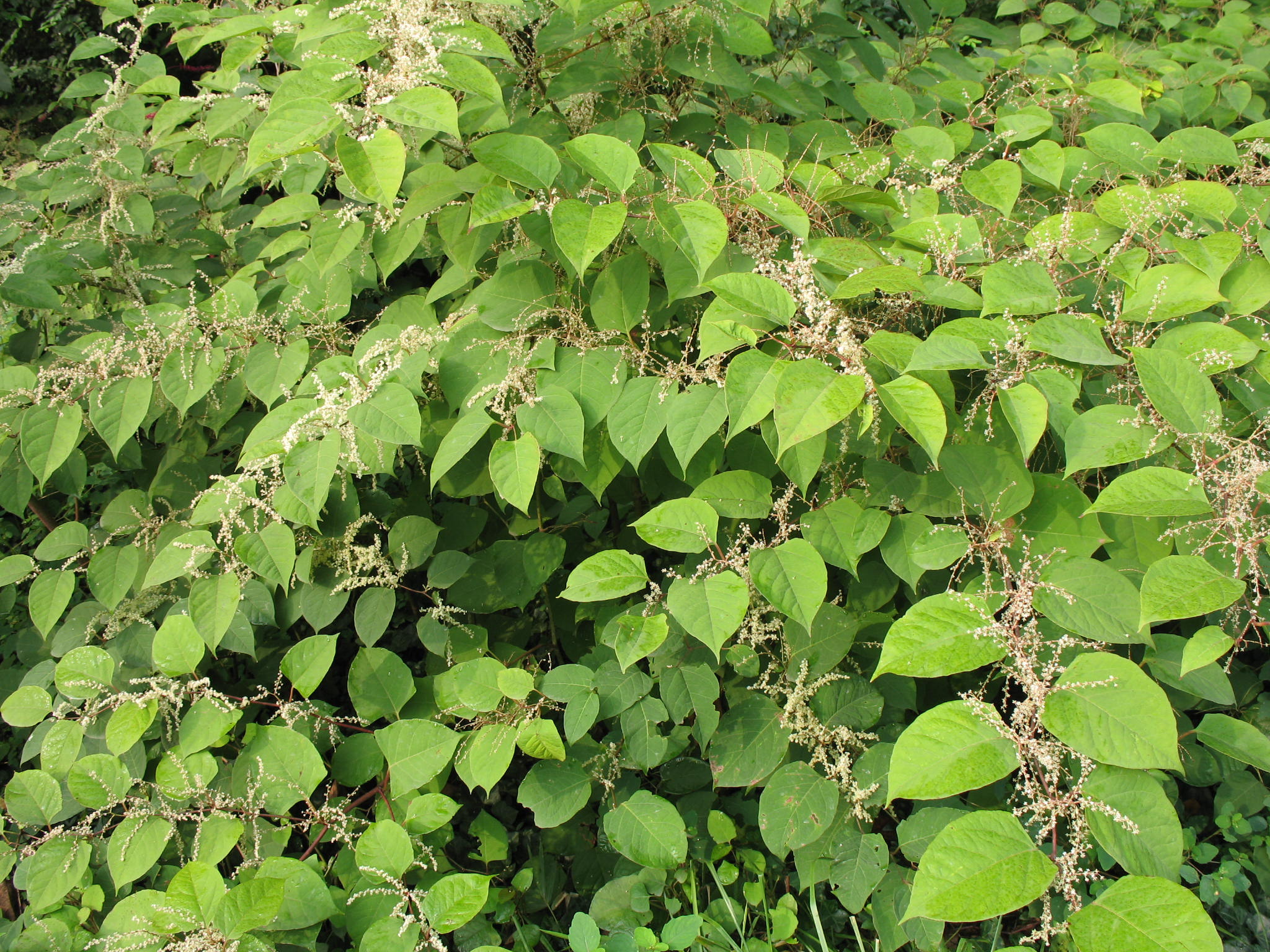 Aruncus dioicus   / Goat's Beard