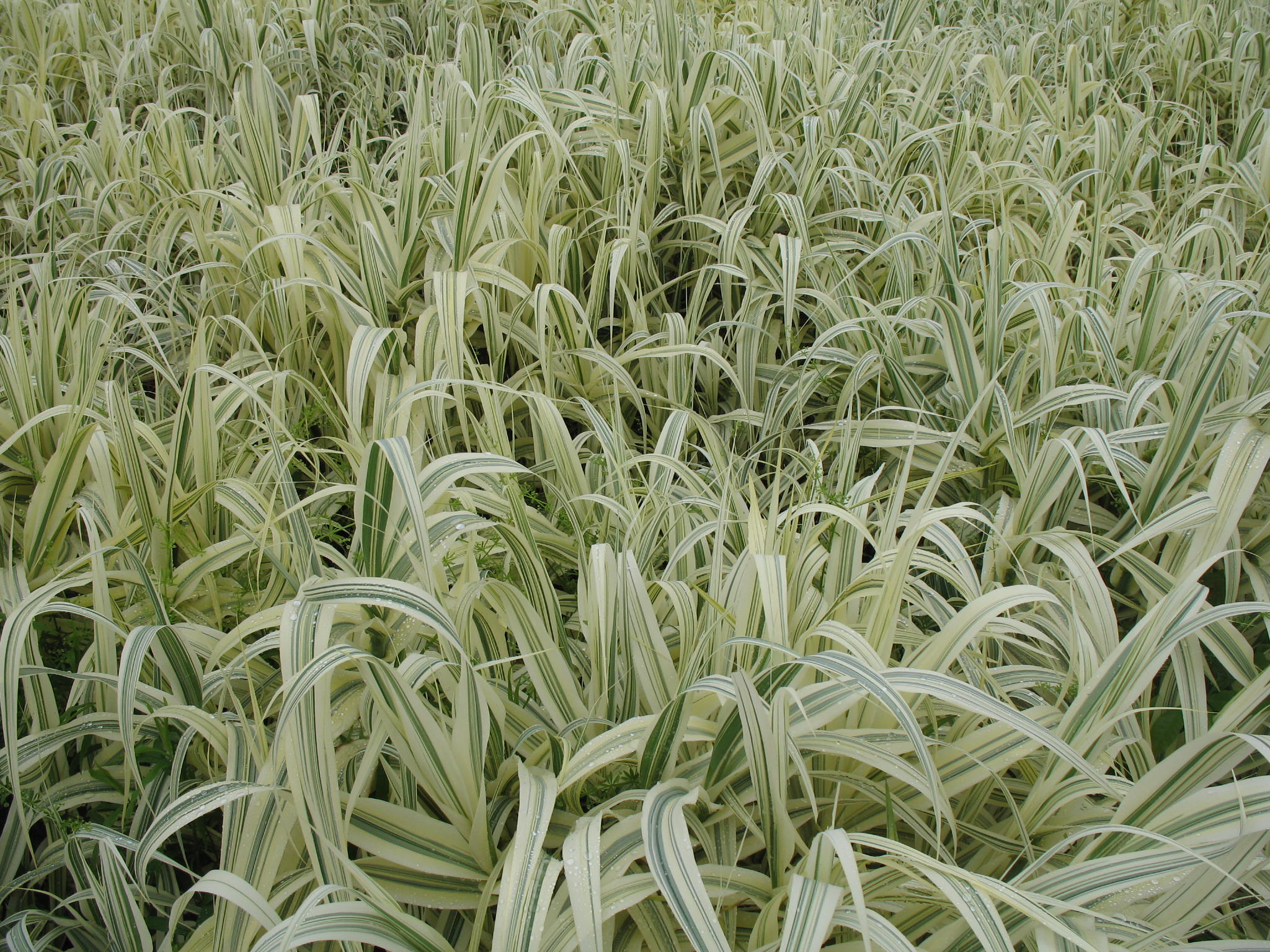Arundo donax 'Variegata'  / Variegated Giant Reed