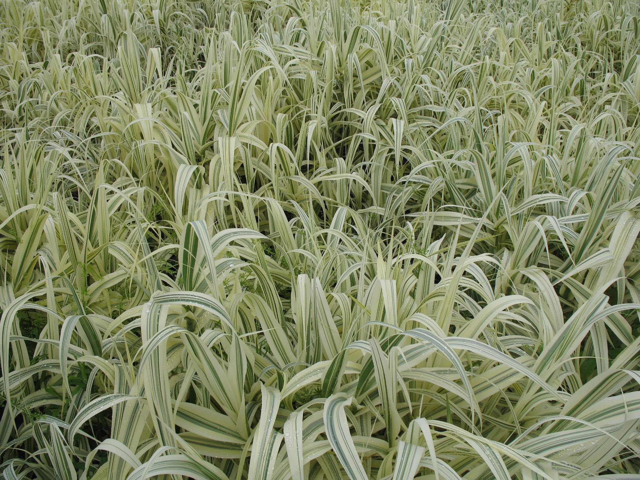 Arundo donax 'Variegata'  / Arundo donax 'Variegata' 