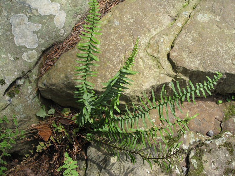 Asplenium platyneuron  / Ebony Spleenwort