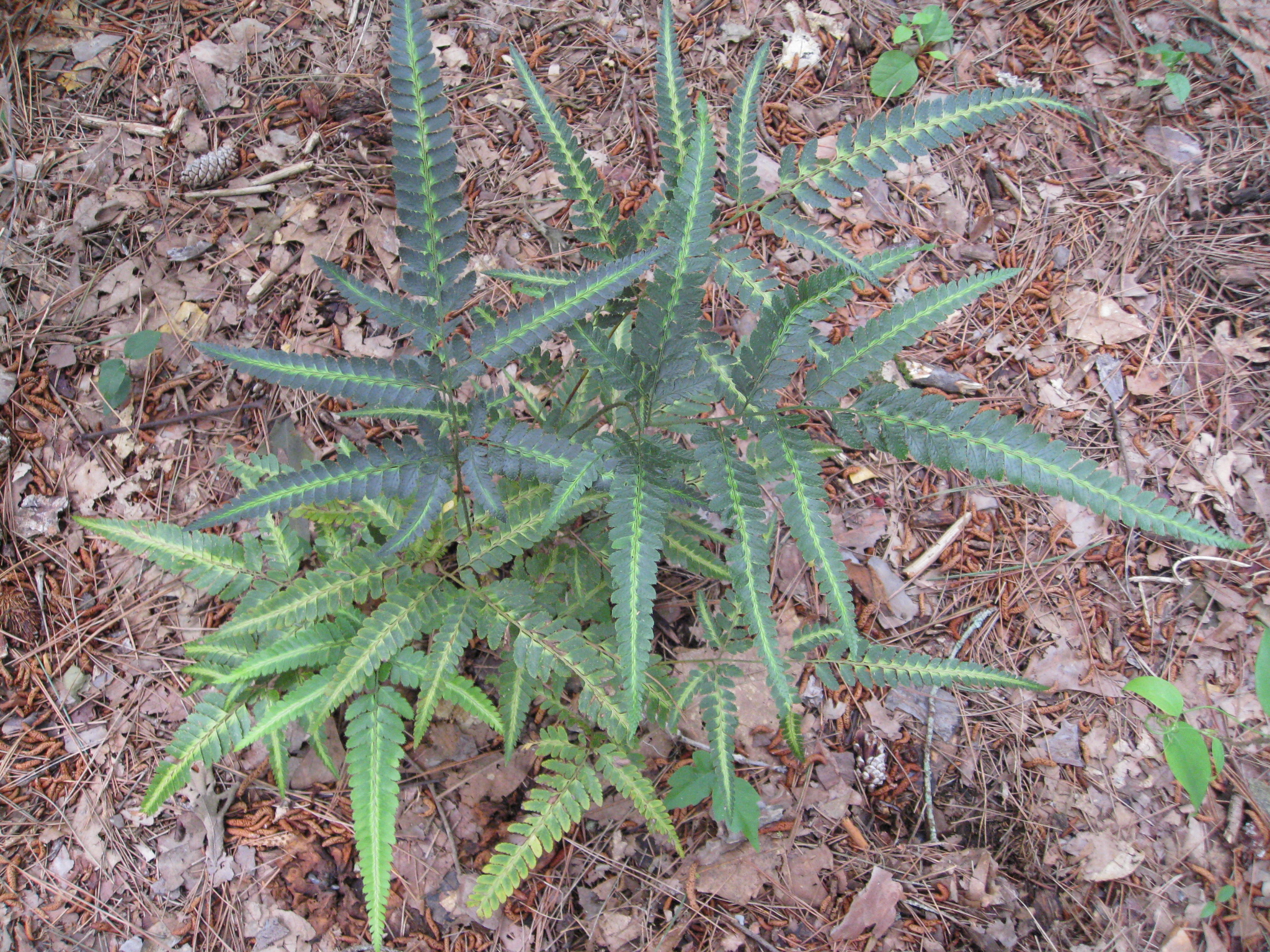 Arachniodes simplicior 'Variegata'   / East Indian Holly Fern