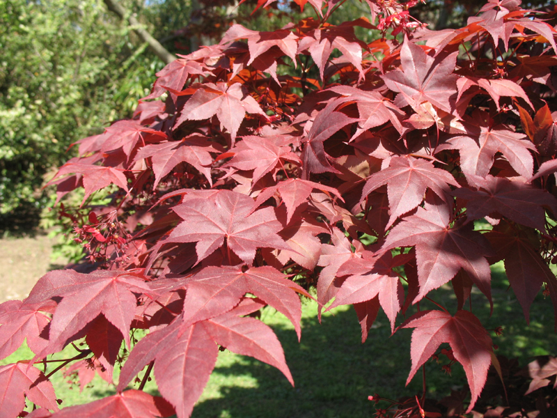 Acer oakmatum atropurpureum 'Red Ribbonleaf'  / Acer oakmatum atropurpureum 'Red Ribbonleaf' 