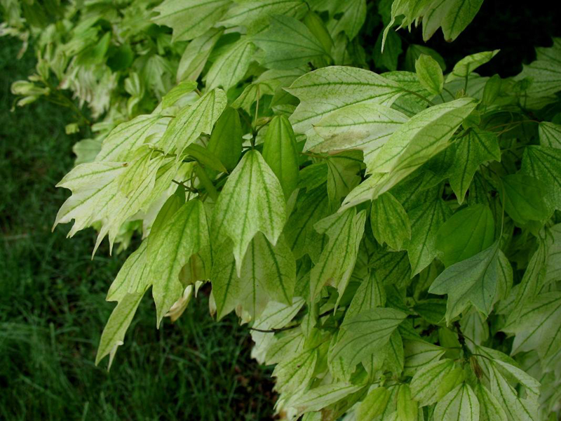 Acer buergerianum 'Wako-Nishiki'  / Acer buergerianum 'Wako-Nishiki' 