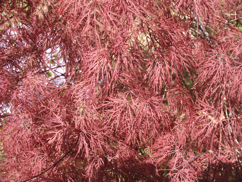 Acer palmatum dissectum. 'Red Filigree Lace' / Acer palmatum dissectum. 'Red Filigree Lace'
