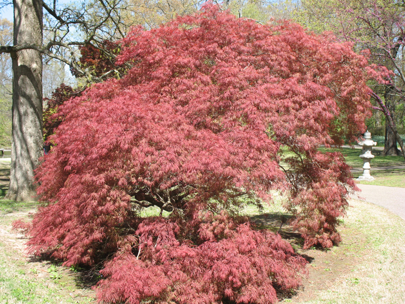 Acer palmatum 'Laceleaf' / Acer palmatum 'Laceleaf'