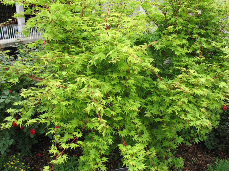 Acer palmatum 'Beni Kawa'   / Coral Barl Maple