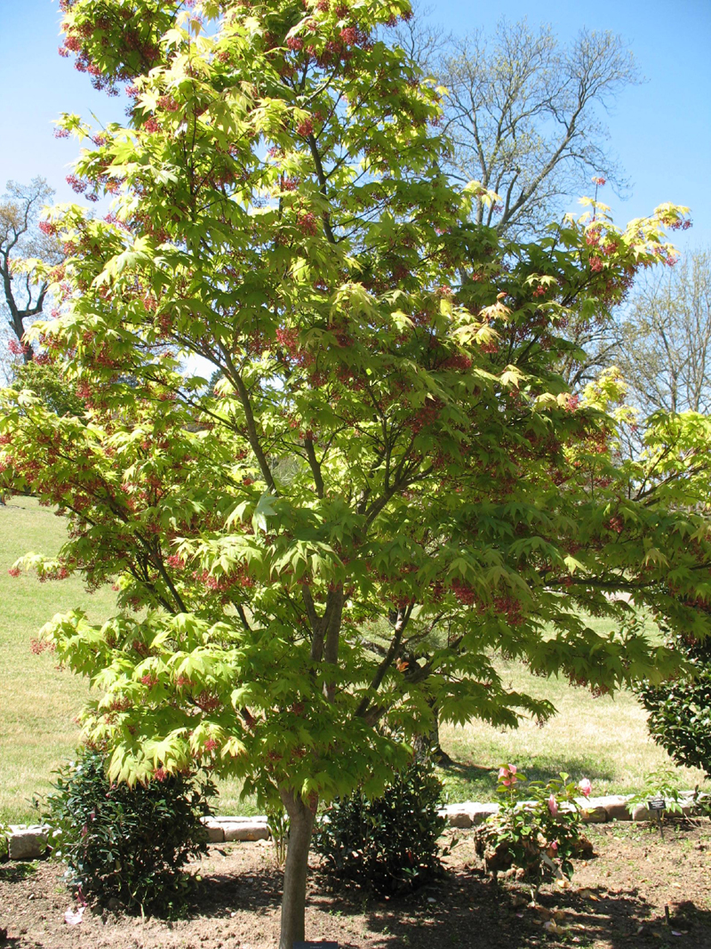 Acer palmatum 'Osakazuki / Osakazuki Japanese Maple