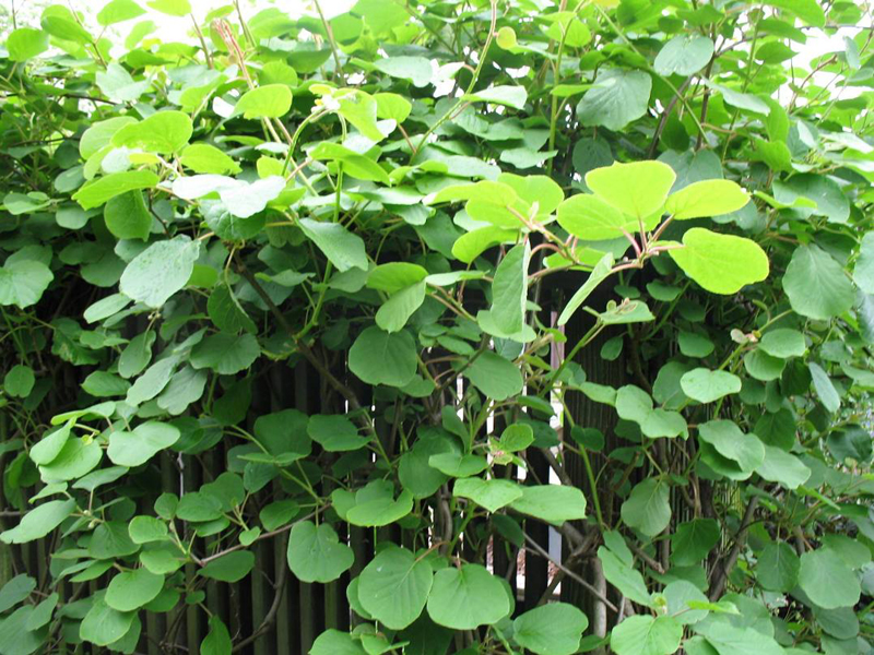 Actinidia chinensis 'Tomuri' (Male) / Kiwi Vine