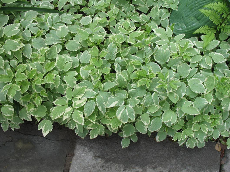 Aegopodium podagraria 'Variegatum' / Bishop's Weed