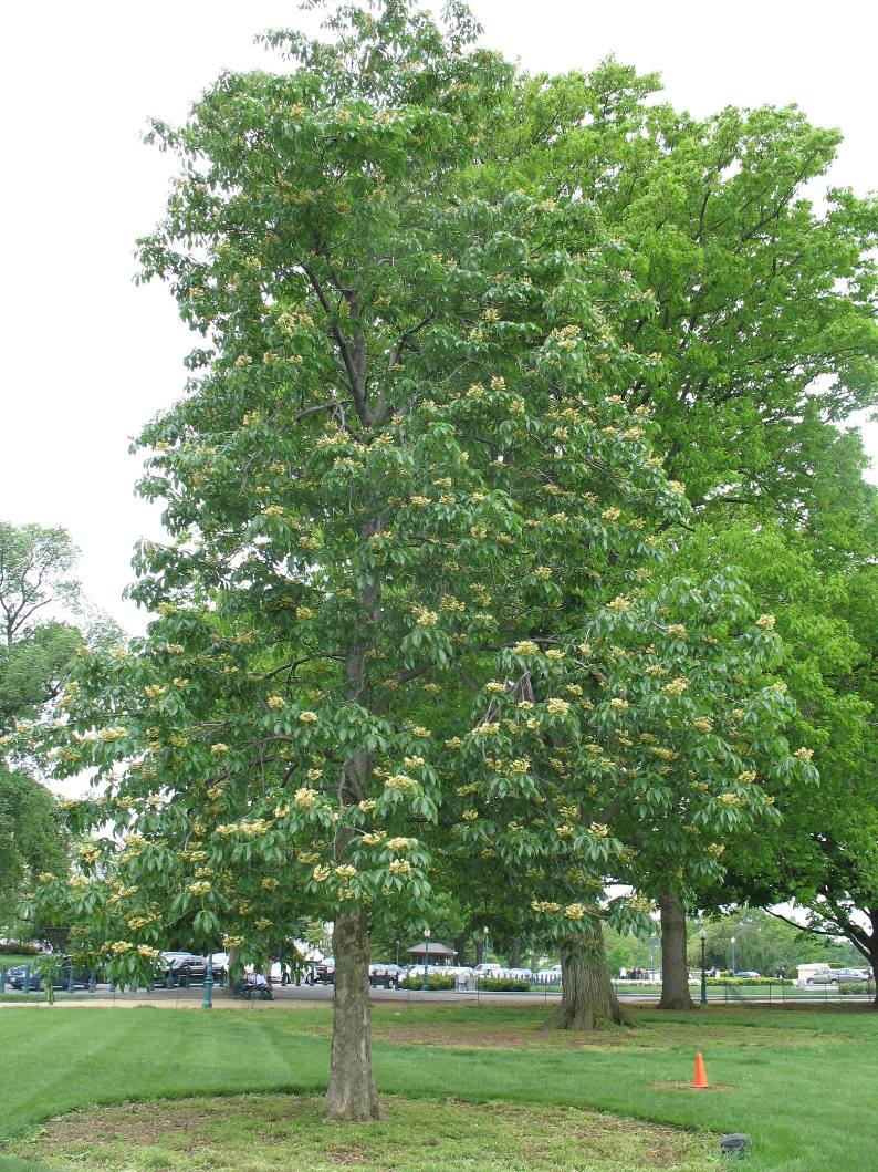 Aesculus glabra  / Buckeye