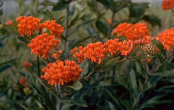 Asclepias tuberosa / Butterfly Weed