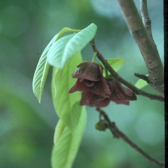 Asimina triloba / Asimina triloba