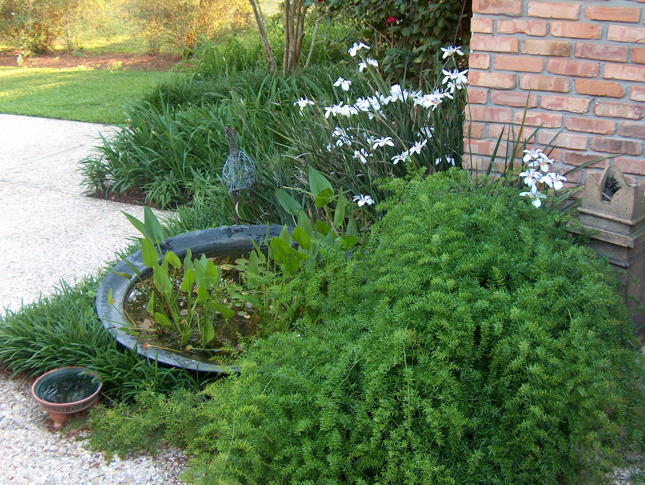 Asparagus densiflorus 'Sprengeri'  / Aspargus Fern