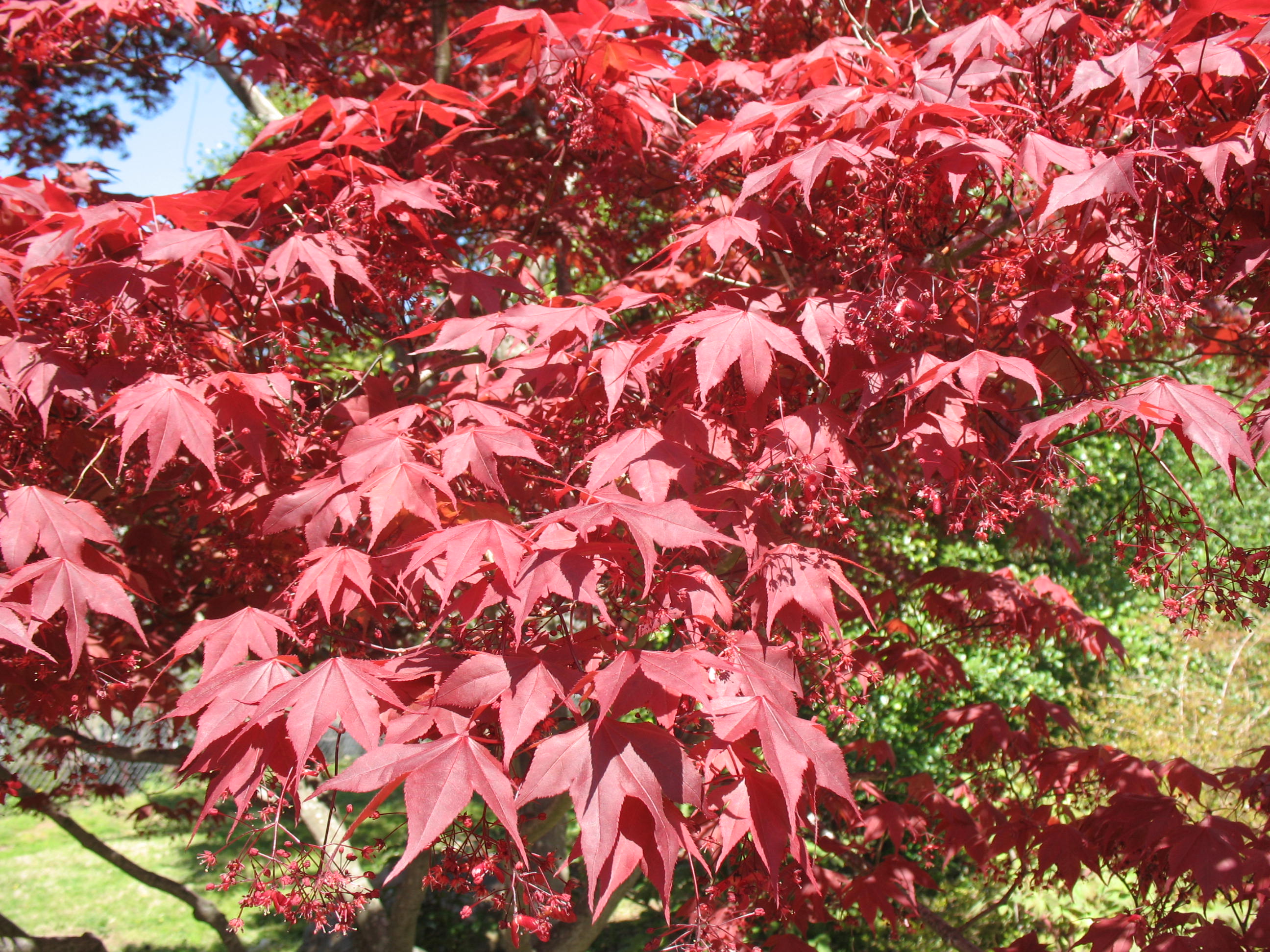 Acer palmatum atropurpureum 'Bloodgood'      / Acer palmatum atropurpureum 'Bloodgood'     