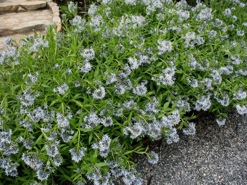 Amsonia tabernaemontana  / Amsonia tabernaemontana 