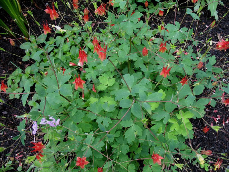 Aquilegia canadensis  / Wild Columbine or Red Columbine