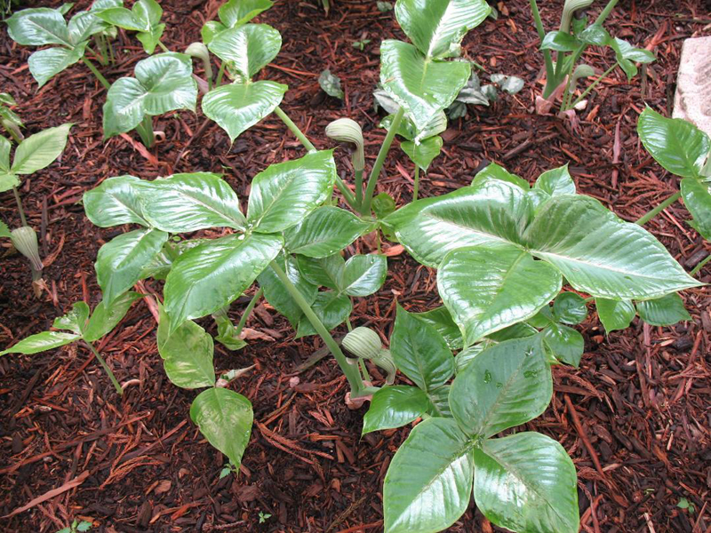 Arisaema ringens / Arisaema ringens