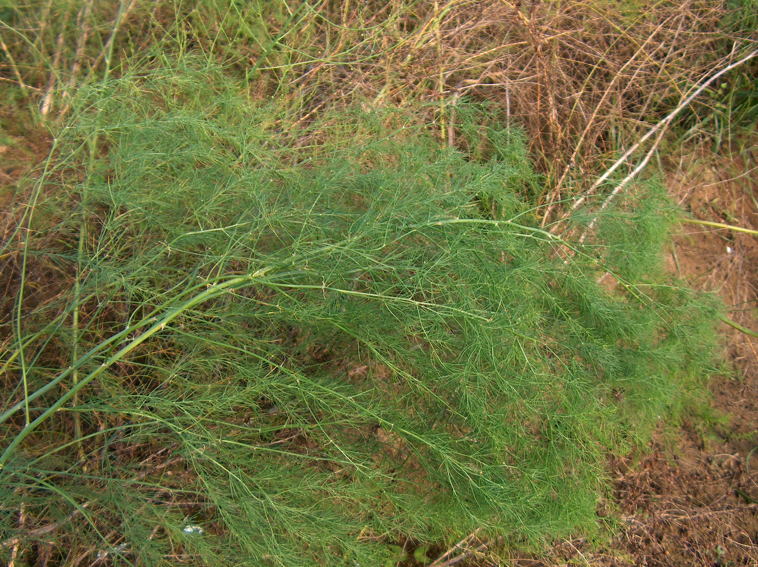 Asparagus officinalis / Garden Asparagus