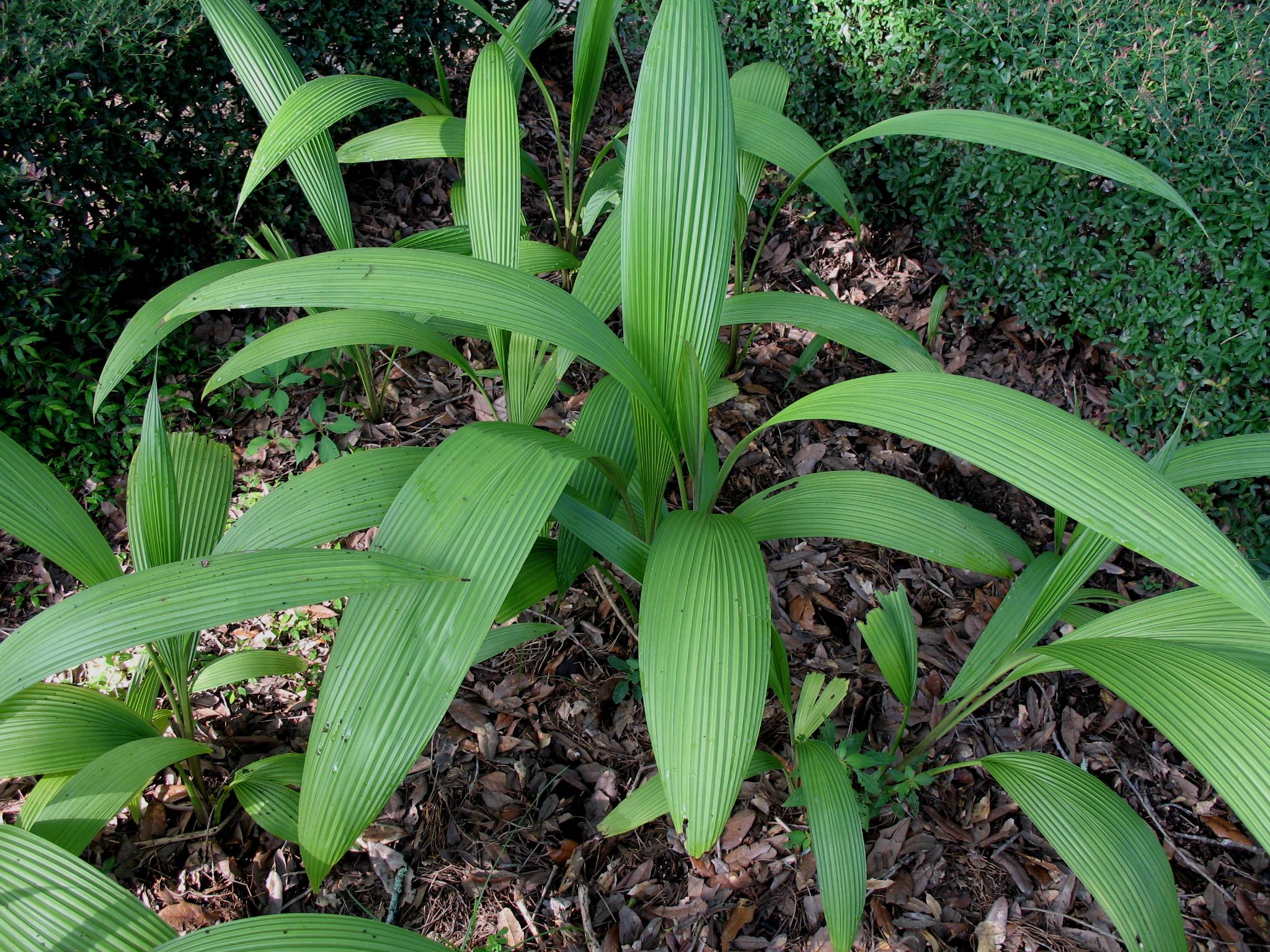 Aspidistra capitulata / Aspidistra capitulata