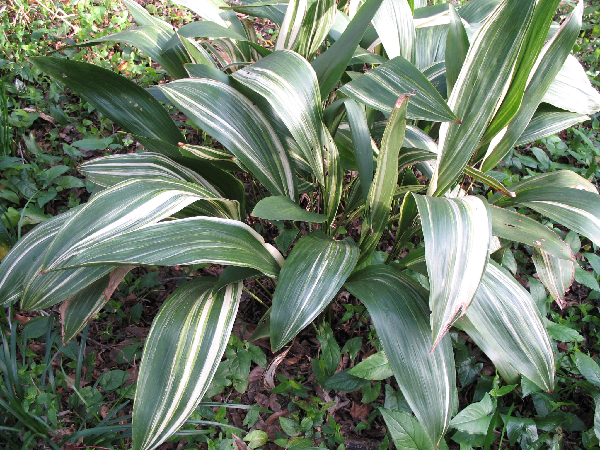 Aspidistra elatior 'Variegata'  / Aspidistra elatior 'Variegata' 