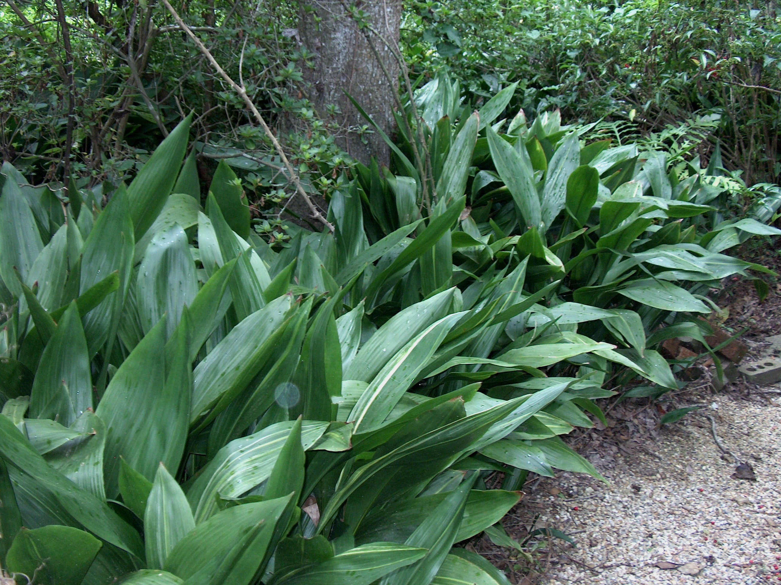 Aspidistra elatior / Aspidistra elatior