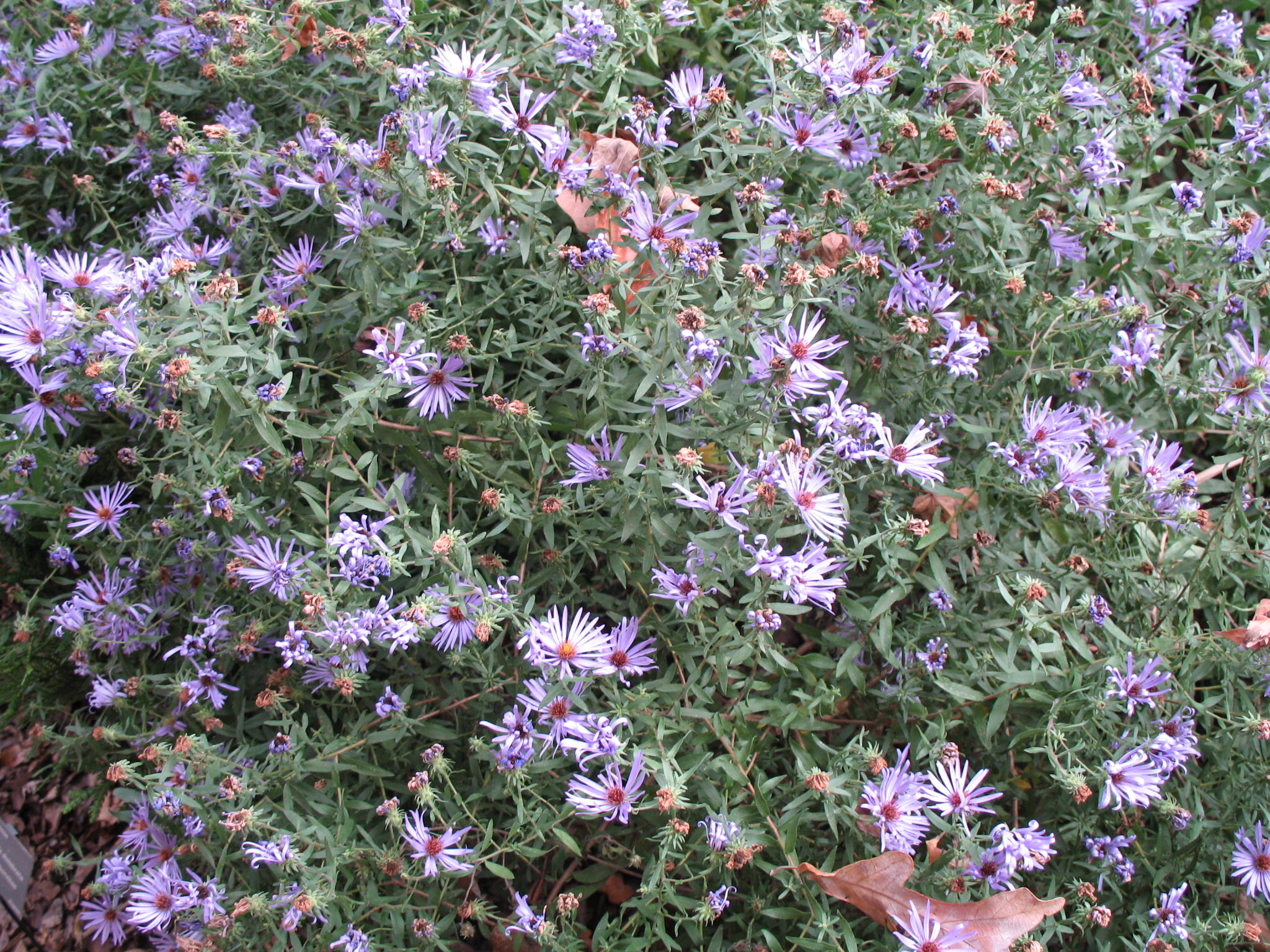 Aster novae-angliae  / Aster novae-angliae 