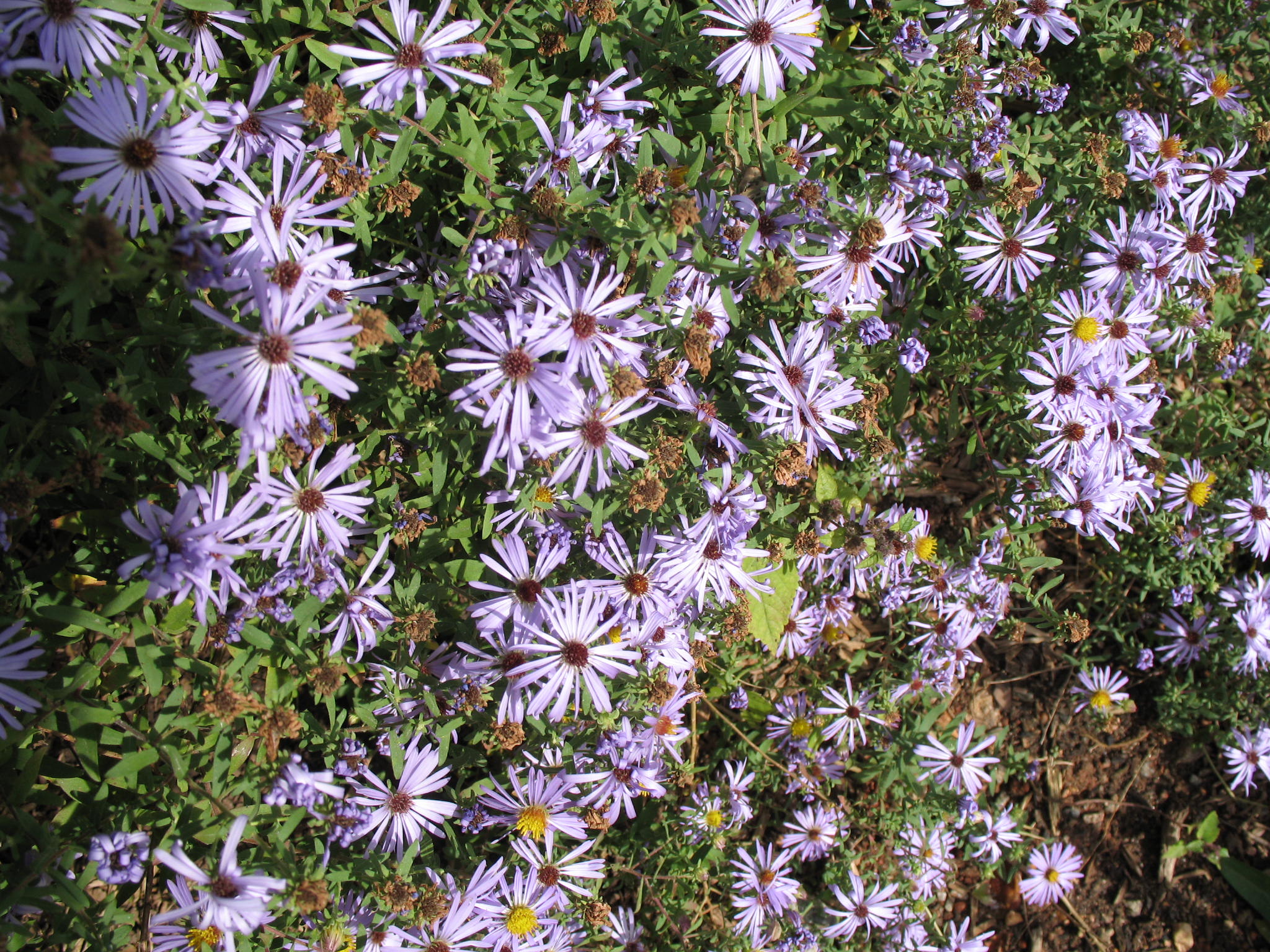 Aster oblongifolius / Fanny's Aster