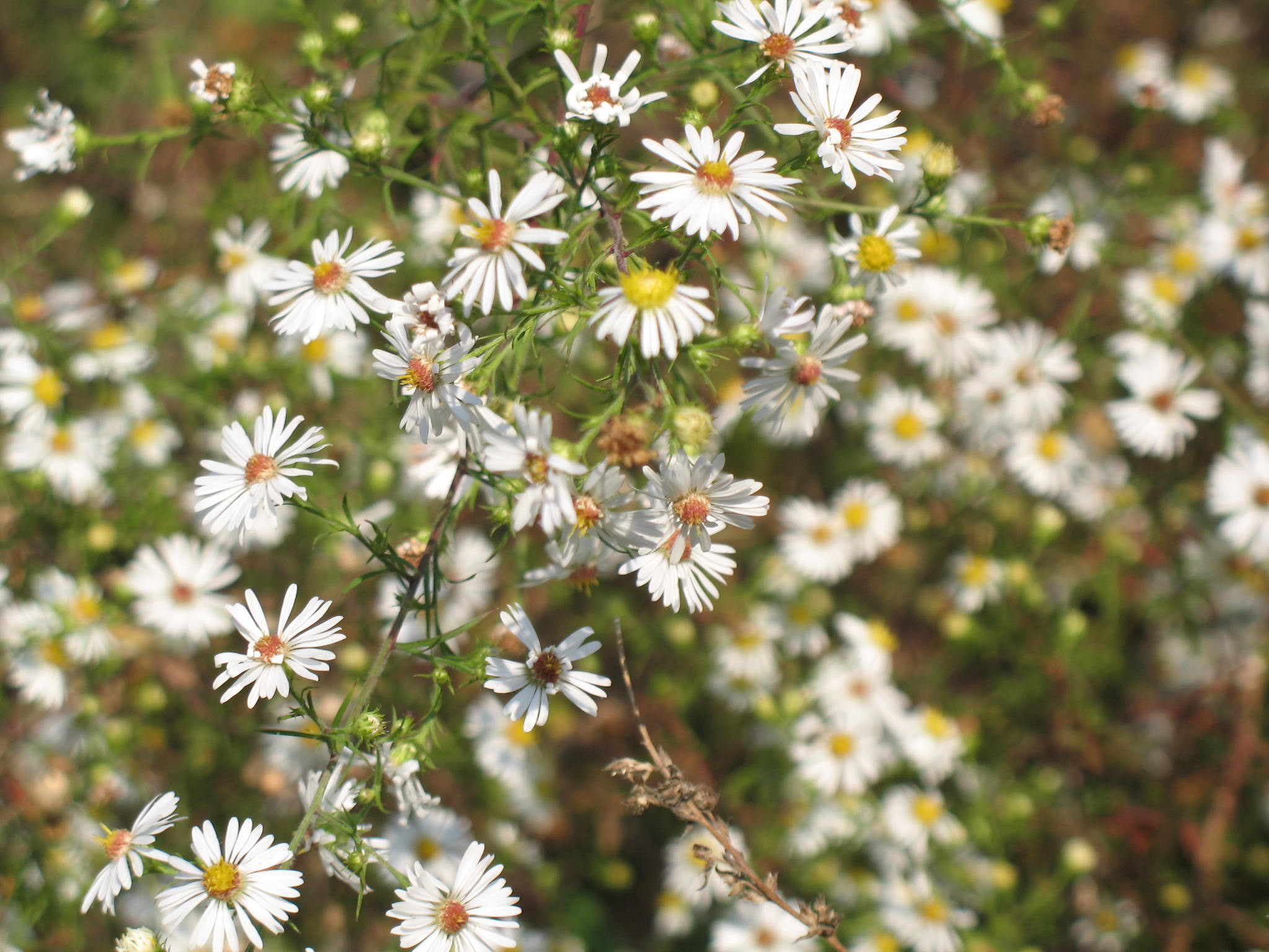 Aster praealtus  / Aster praealtus 