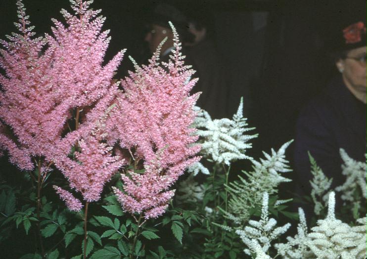 Astilbe species / Astilbe species