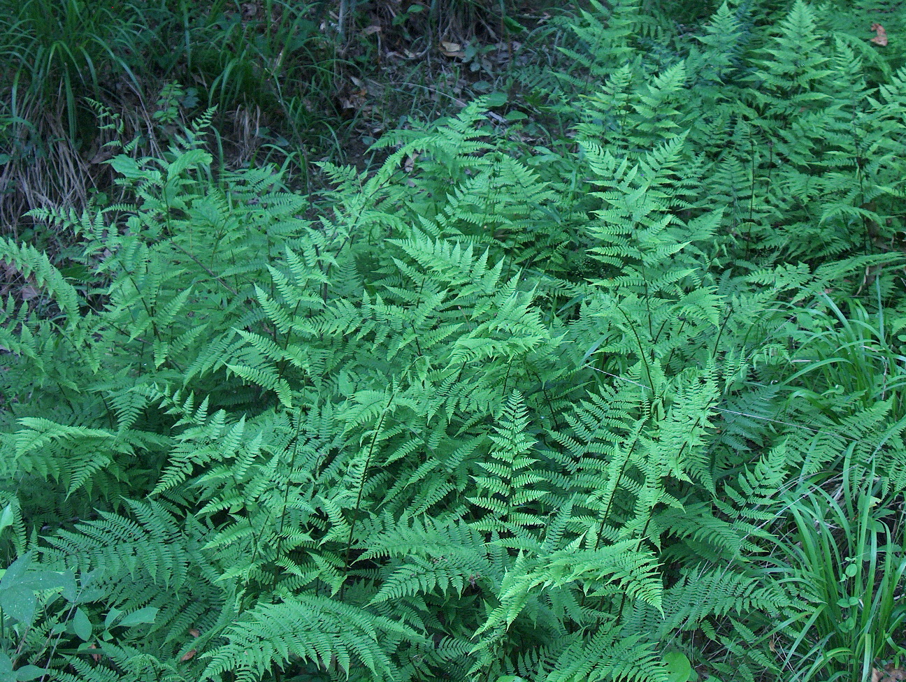 Athyrium filix-femina / Athyrium filix-femina