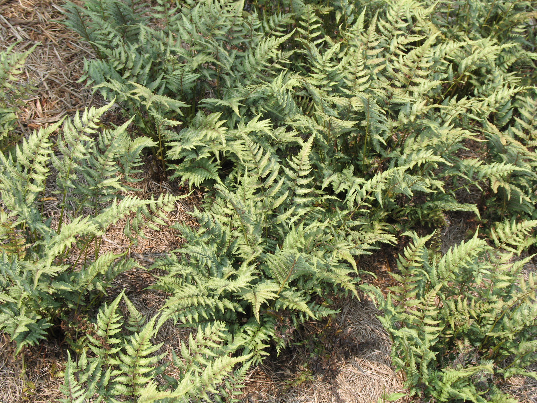 Athyrium goeringianum   / Japanese Silver-Painted Fern