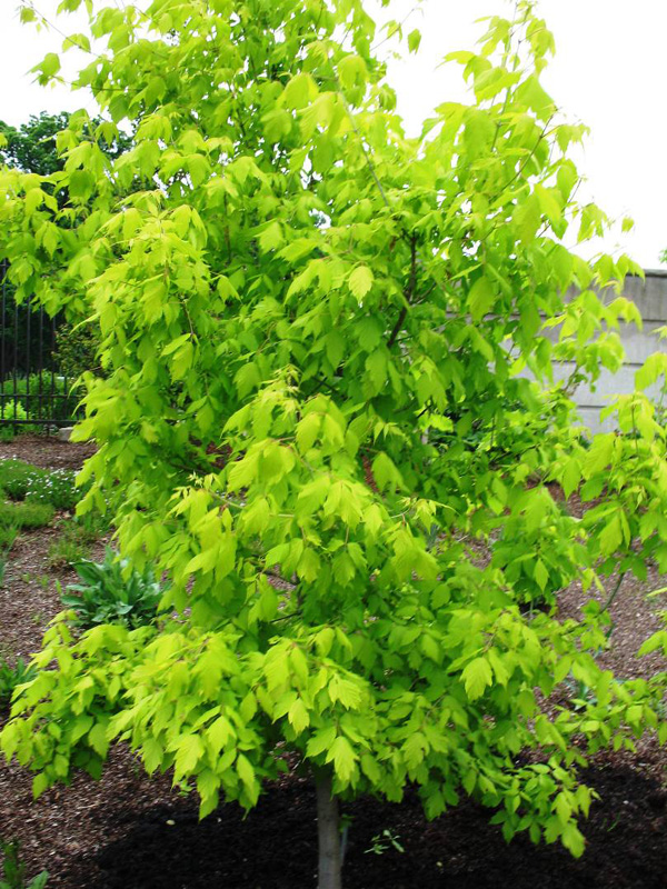 Acer negundo 'Kelly's Gold' / Acer negundo 'Kelly's Gold'