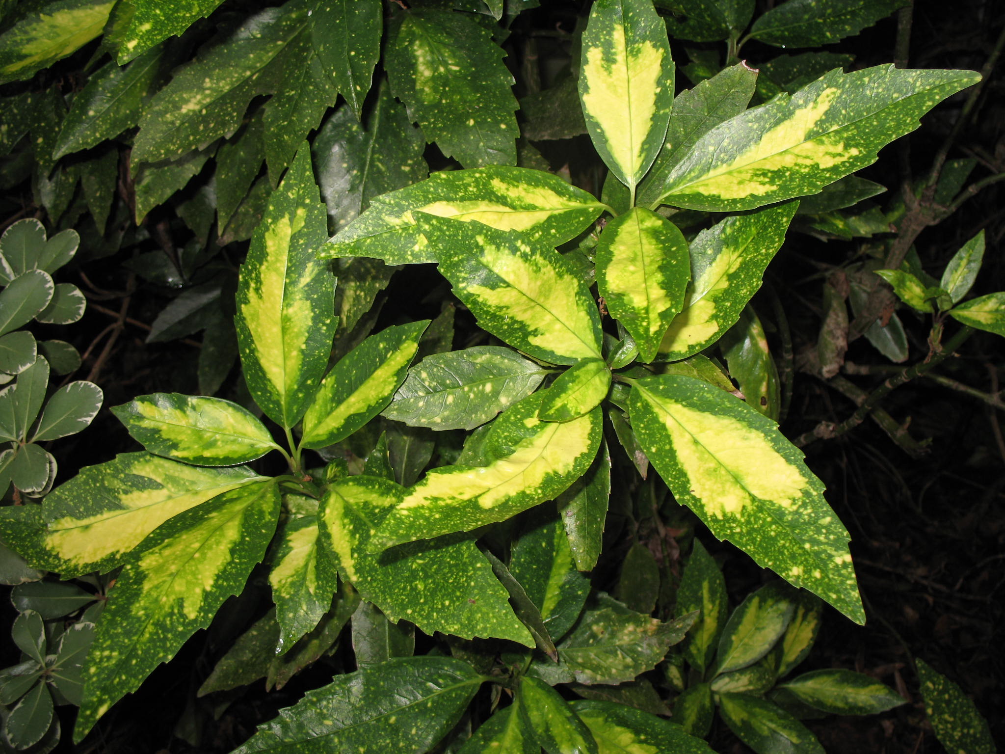 Aucuba japonica 'Picturata'  / Variegated Aucuba