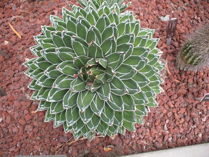 Agave victoriae-reginae / Agave victoriae-reginae