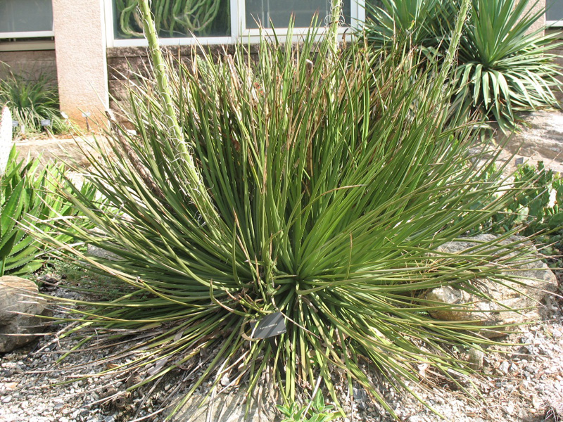 Agave striata / Narrow-leaf Agave, Striated Agave