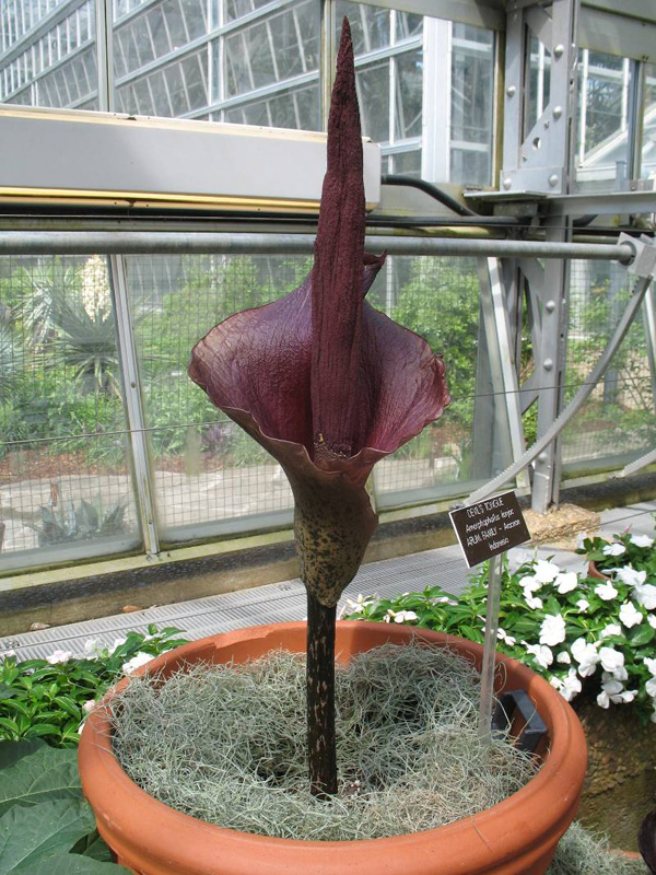 Amorphophallus konjac   / Devil's Tongue