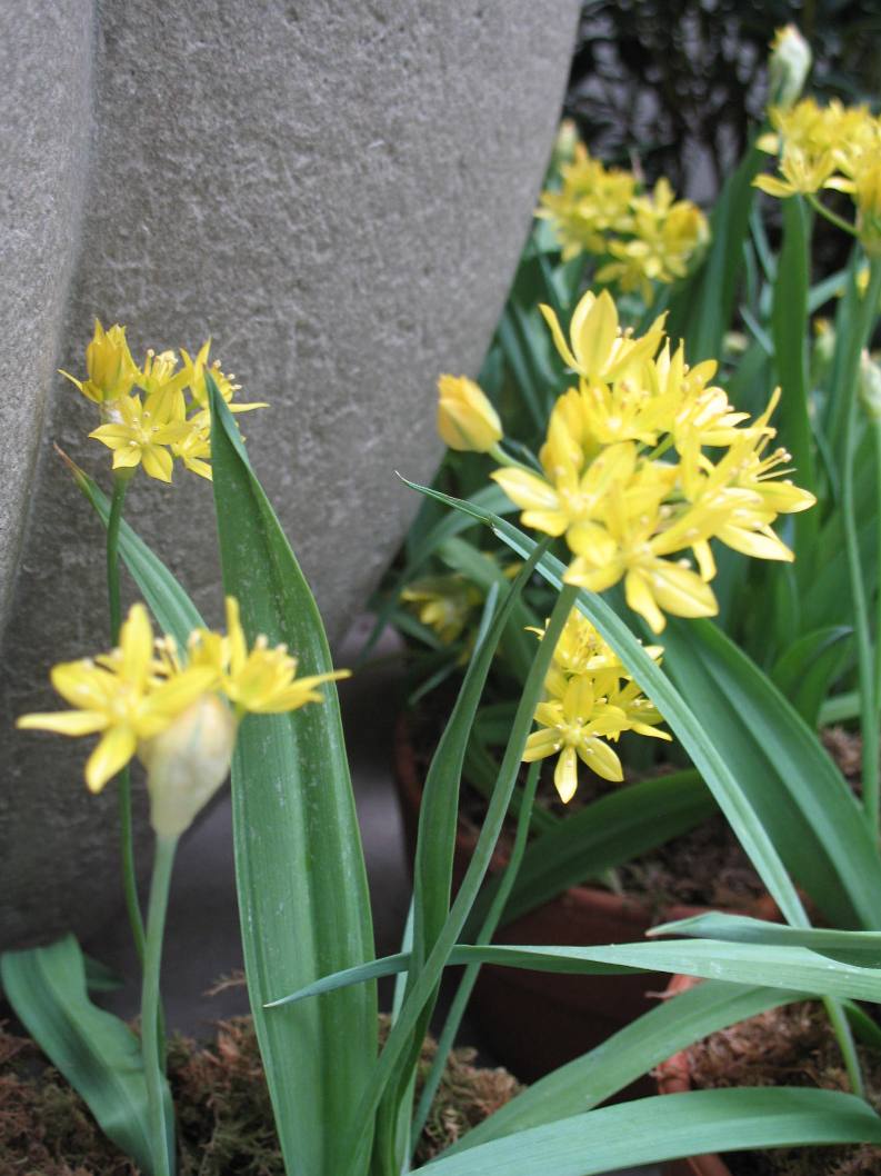 Allium moly 'Jeannine' / Yellow Onion, Golden Garlic