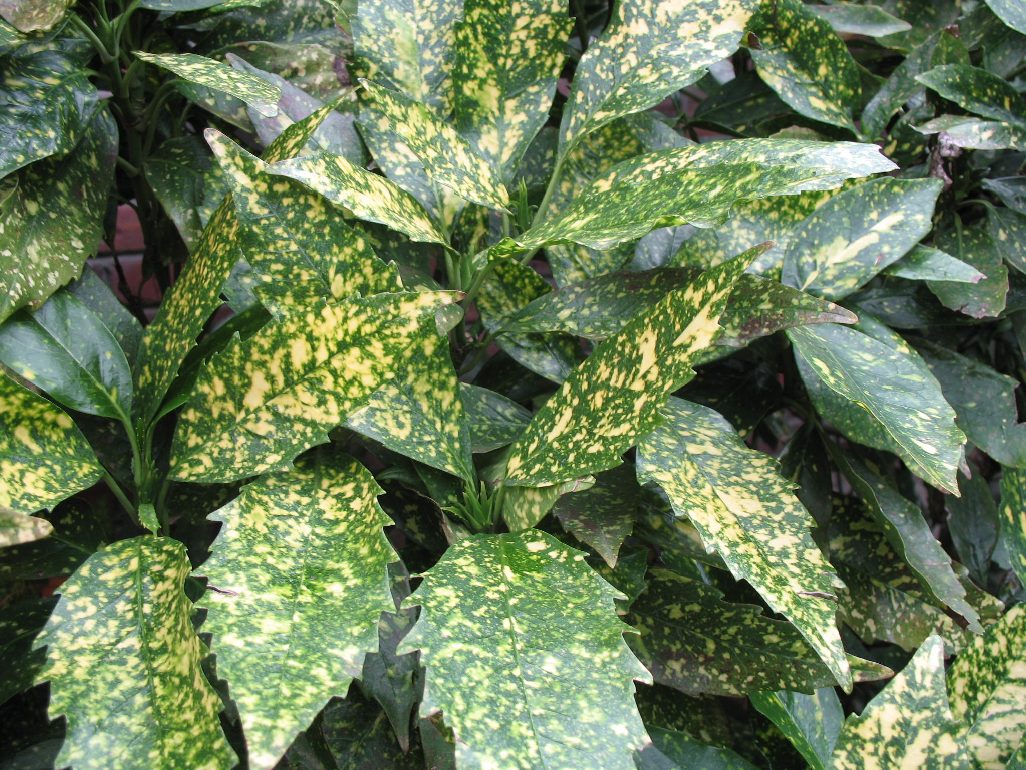 Aucuba japonica 'Variegata'  / Aucuba japonica 'Variegata' 