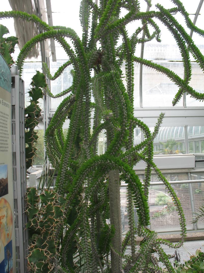 Alluaudia procera / Madagascan Ocotillo