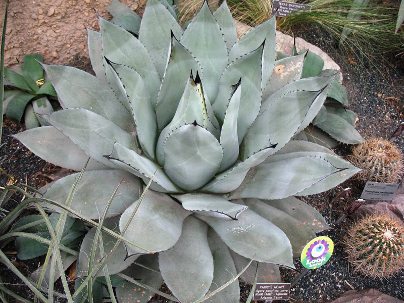 Agave parryi var. parryi / Parry's Agave