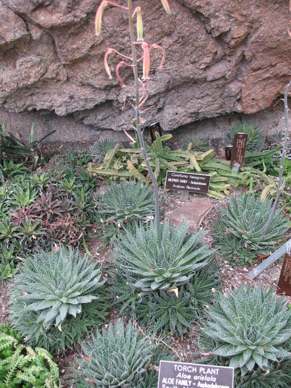 Aloe aristata  / Touch Plant
