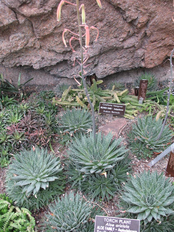 Aloe aristata  / Aloe aristata 